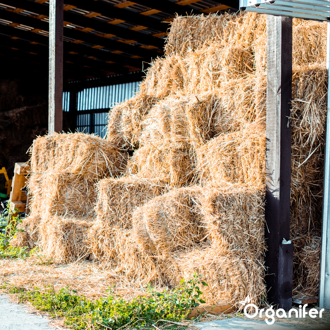 organifer-hay-grass-seed