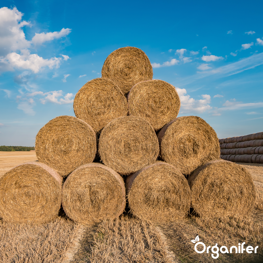 organifer-hay-grass-seed