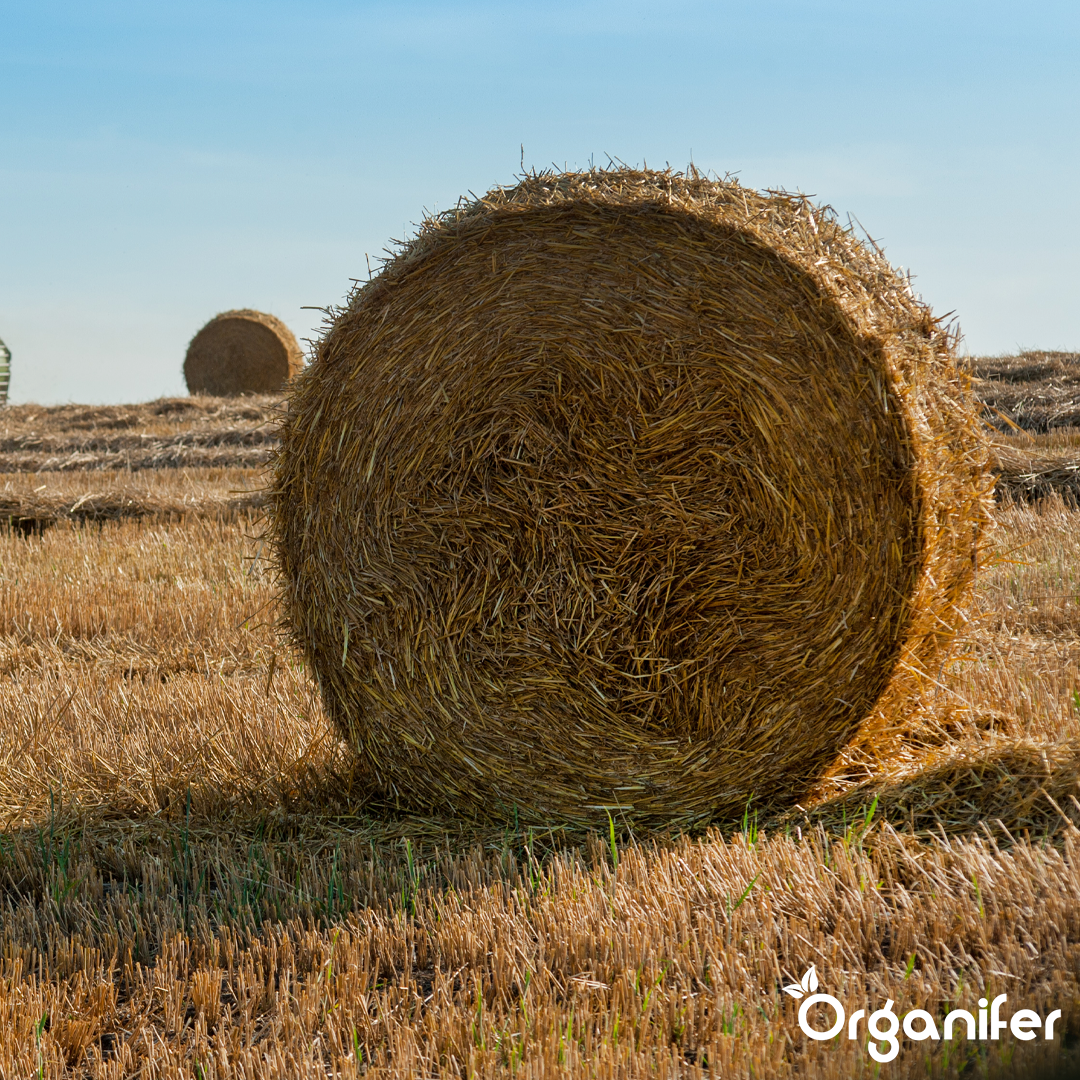 organifer-hay-grass-seed