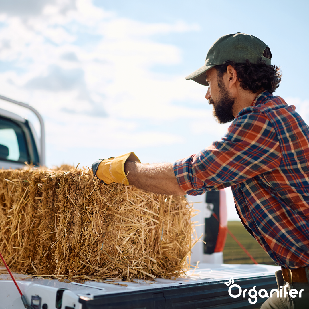 organifer-hay-grass-seed