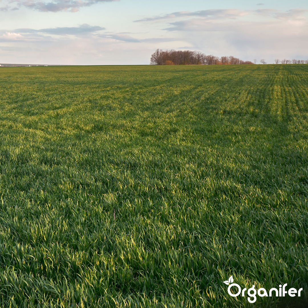 organifer-hay-grass-seed