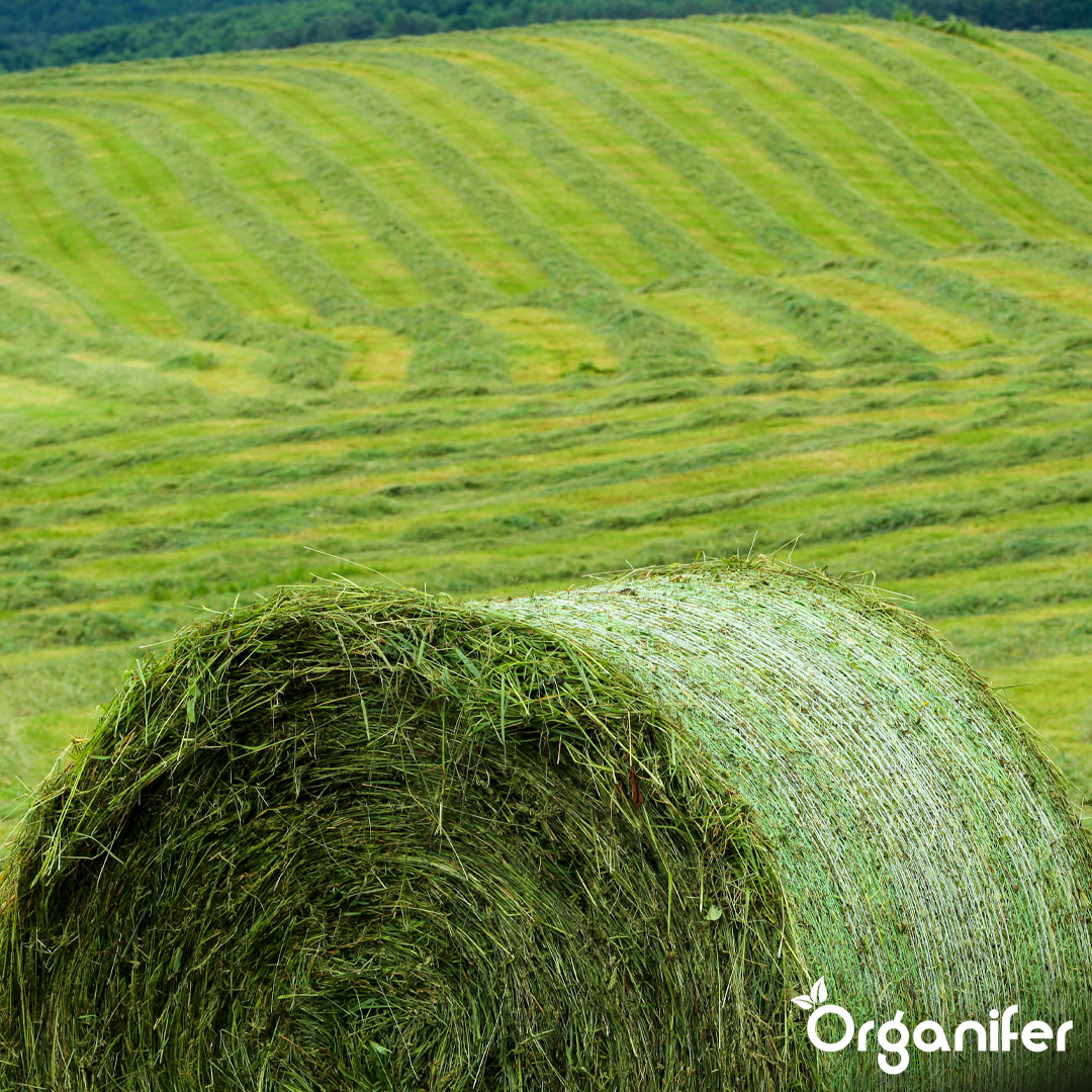 organifer-hay-grass-seed