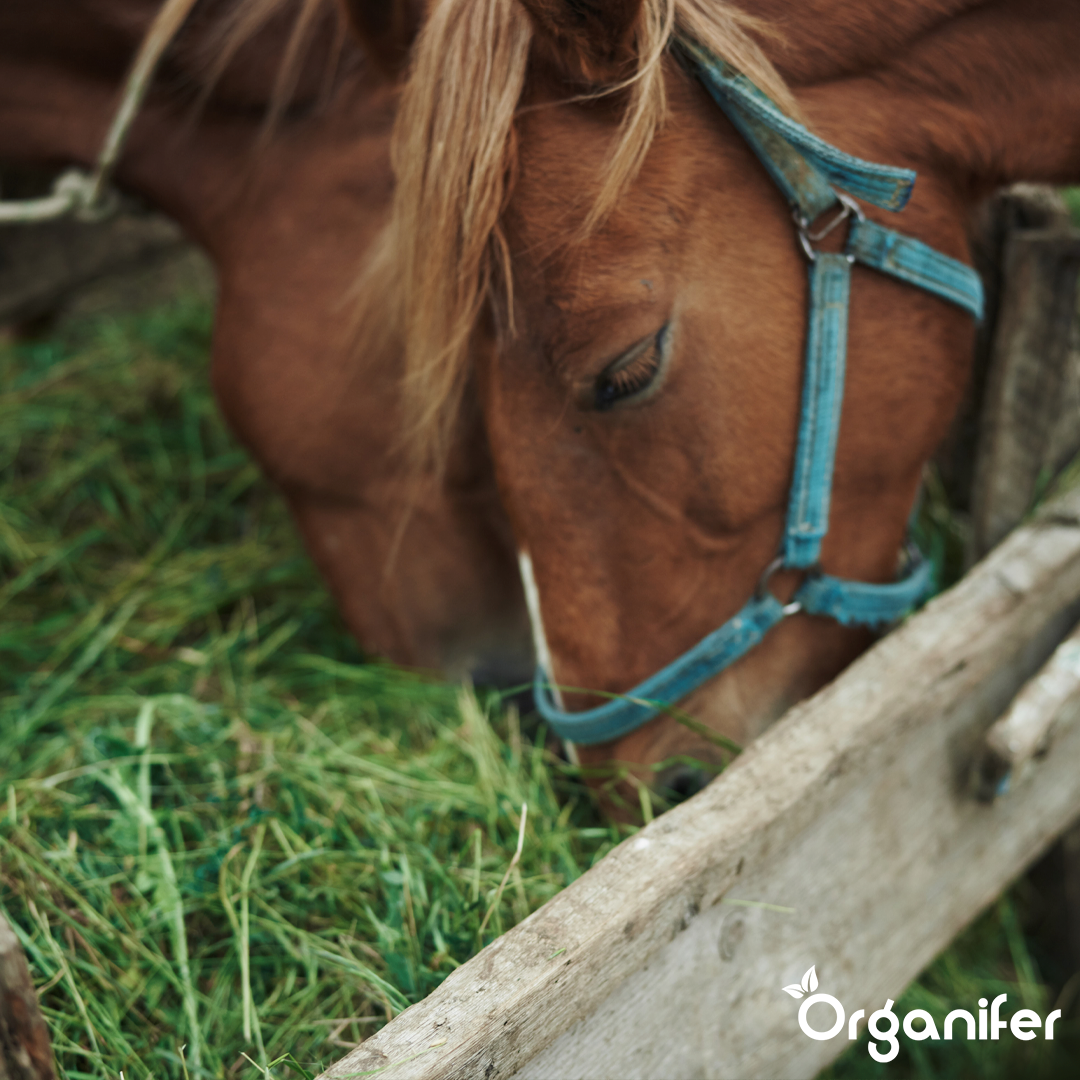 organifer-hay-grass-seed