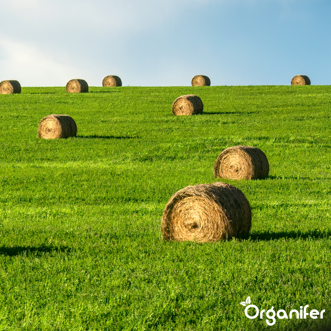 organifer-hay-grass-seed