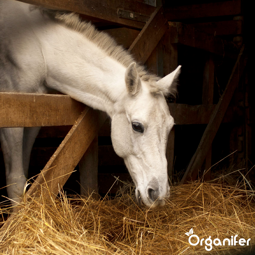 organifer-hay-grass-seed
