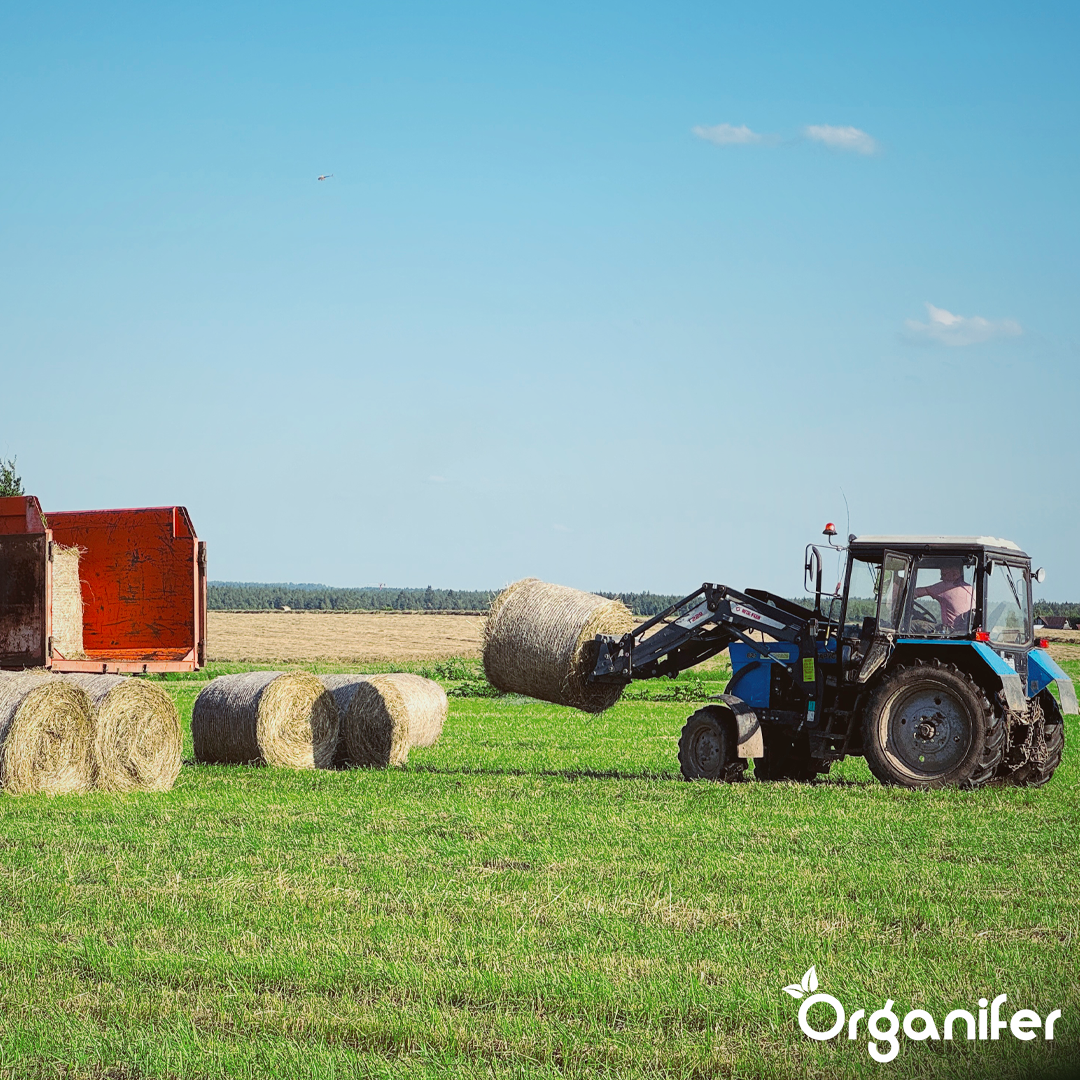 organifer-hay-grass-seed