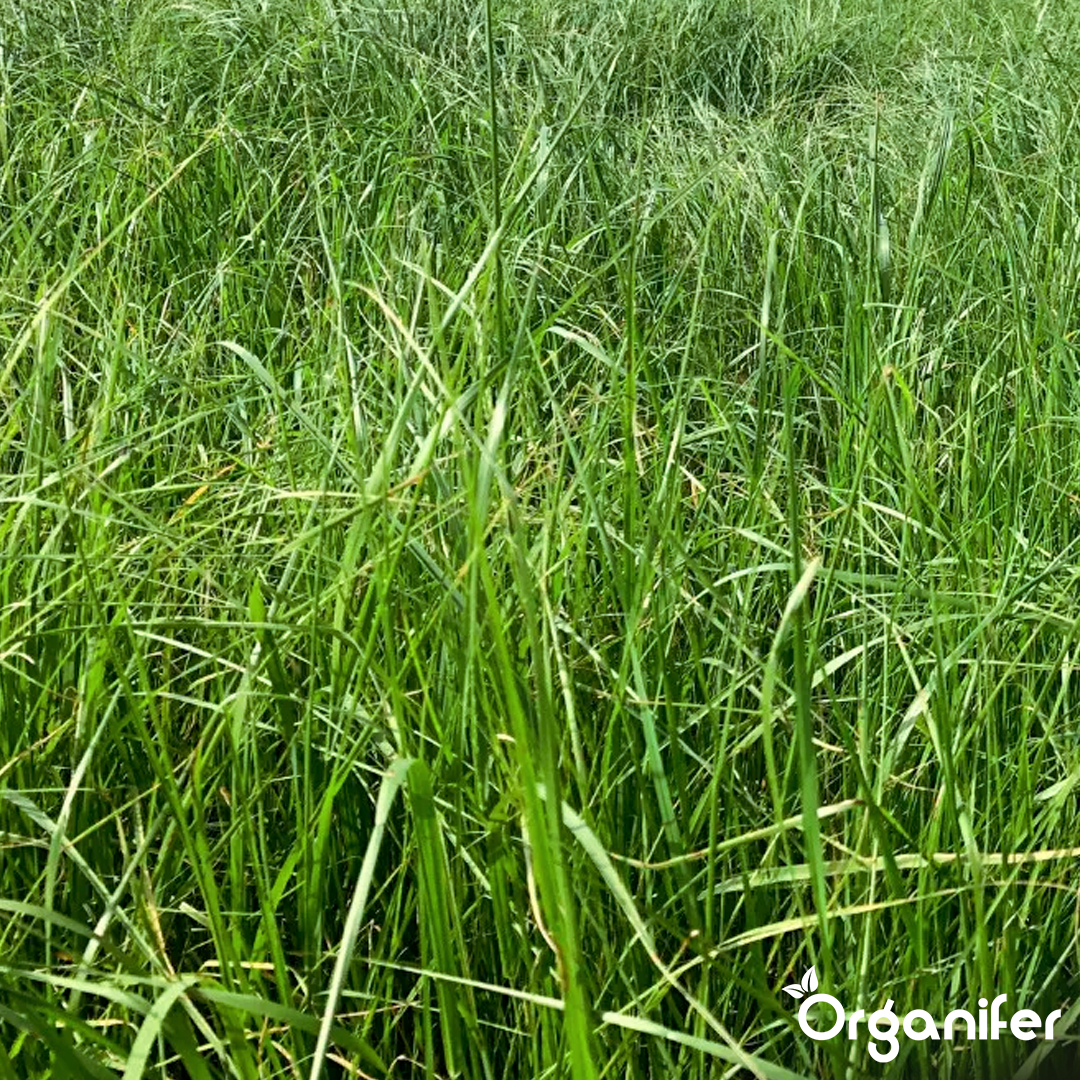organifer-hay-grass-seed