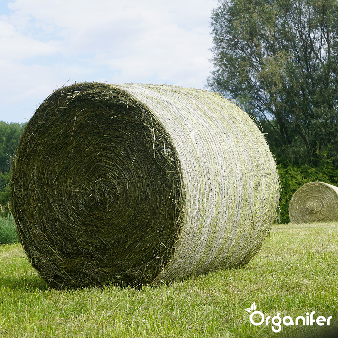 Organifer Hay Grass Seed - Grass for Hay & Haylage (40x = 600 kg for 10 ha) 8719958990364 7