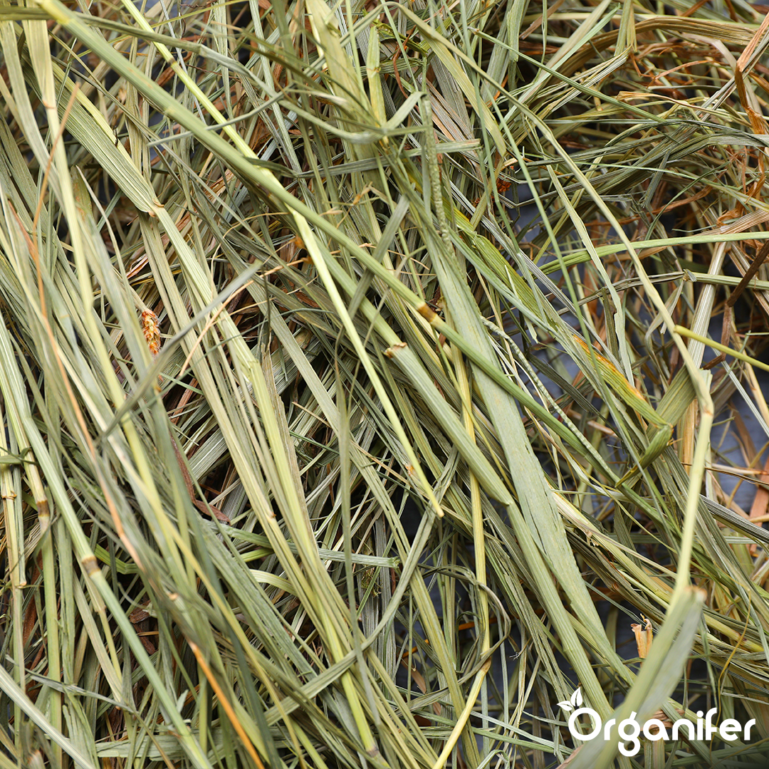 Organifer Hay Grass Seed - Grass for Hay & Haylage (40x = 600 kg for 10 ha) 8719958990364 9