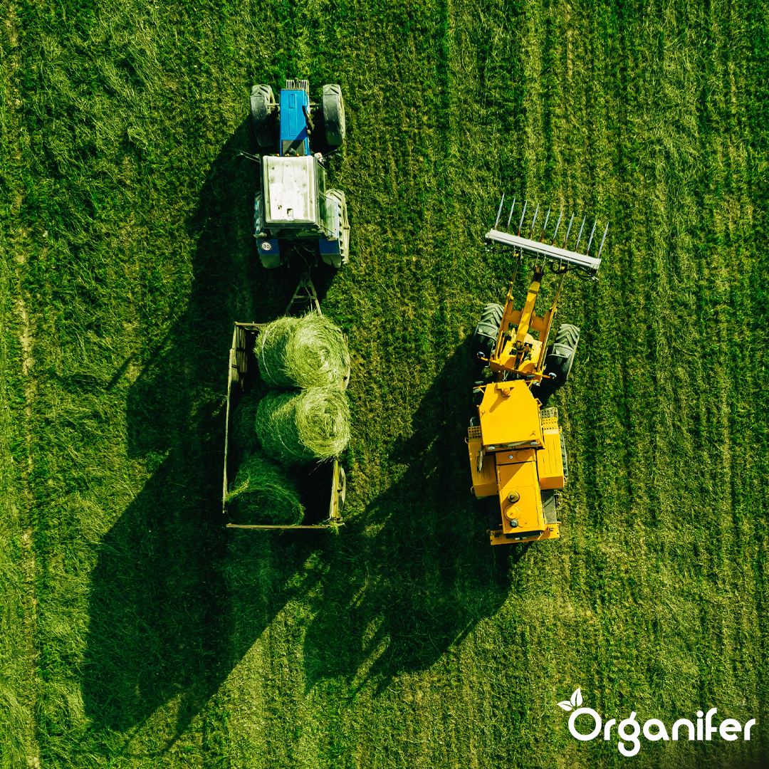 organifer-hay-grass-seed