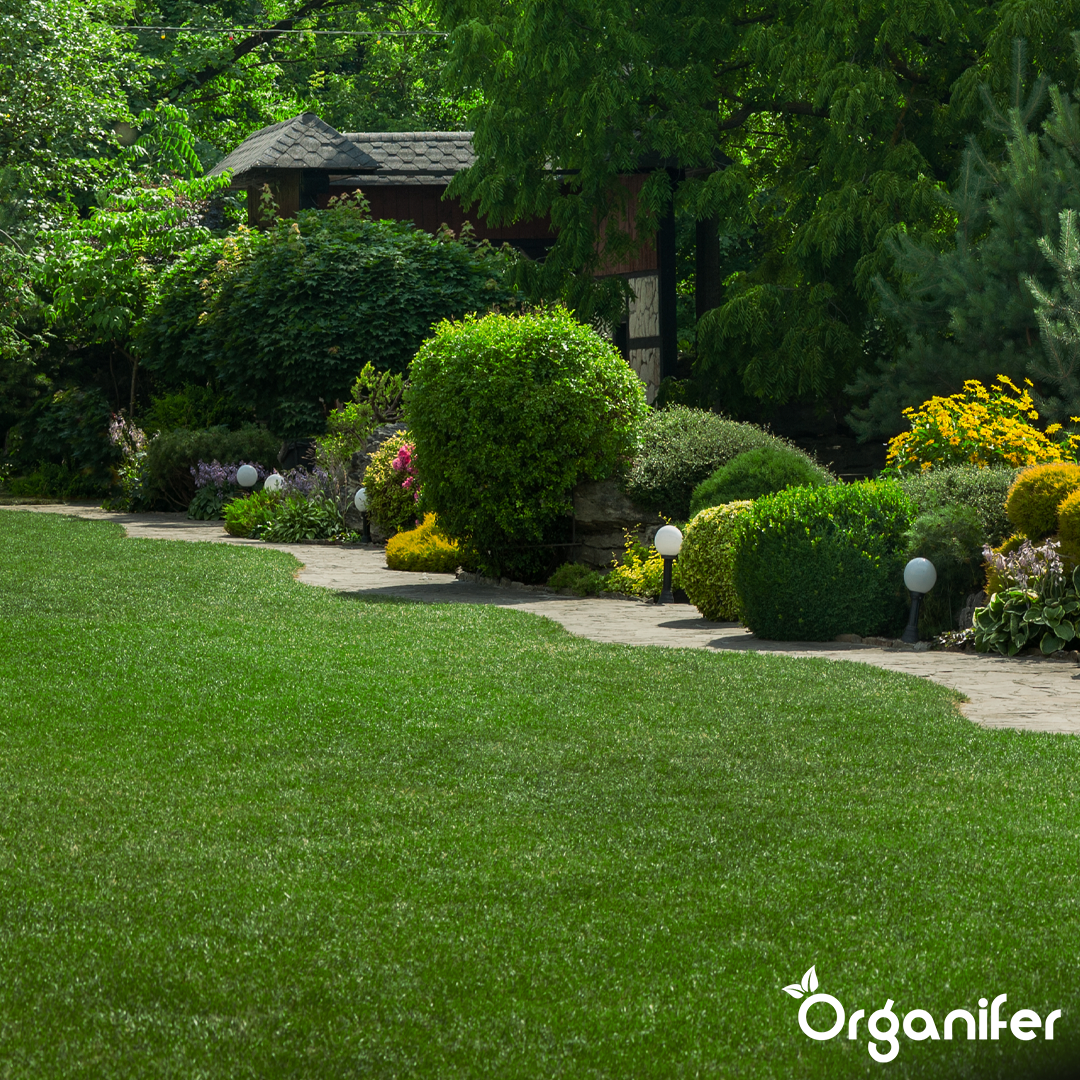 Hedges, Yew & Conifers Fertiliser All-In-One 8
