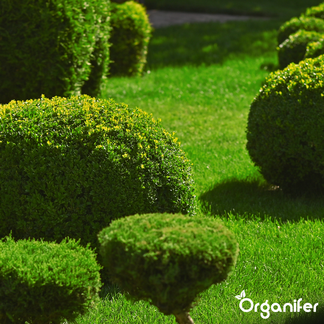 Hedges, Yew & Conifers Fertiliser All-In-One 6