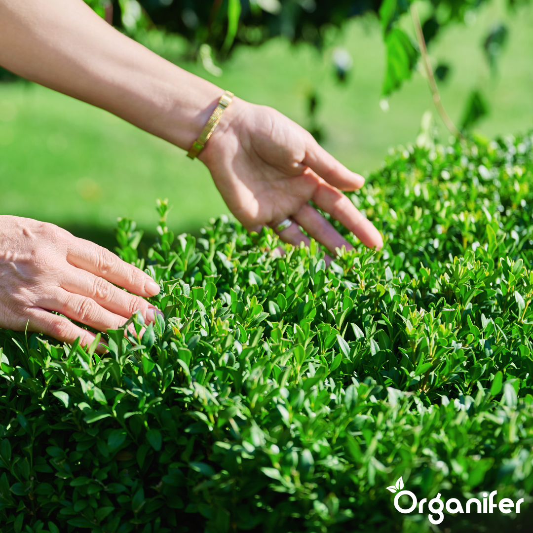 Hedges, Yew & Conifers Fertiliser All-In-One 7