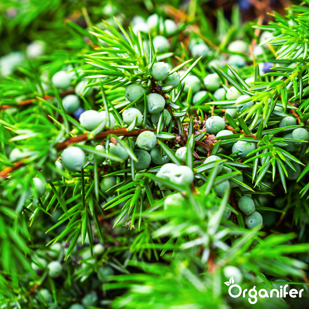 Hedges, Yew & Conifers Fertiliser All-In-One 5