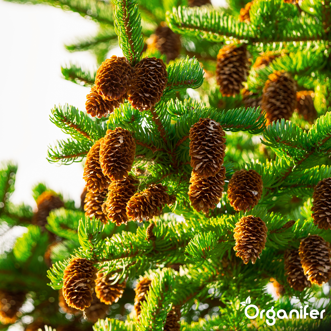 Hedges, Yew & Conifers Fertiliser All-In-One 4