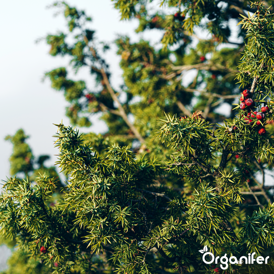 Hedges, Yew & Conifers Fertiliser All-In-One 9