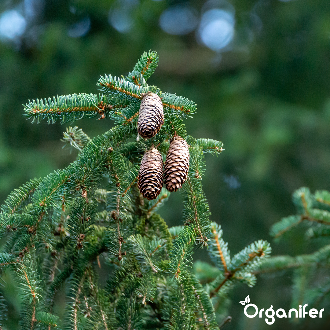 Hedges, Yew & Conifers Fertiliser All-In-One 11