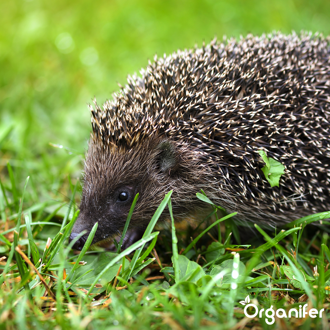 Organifer Hedgehog Feed - Complete Natural Granules (5 kg) 8719958993228 9