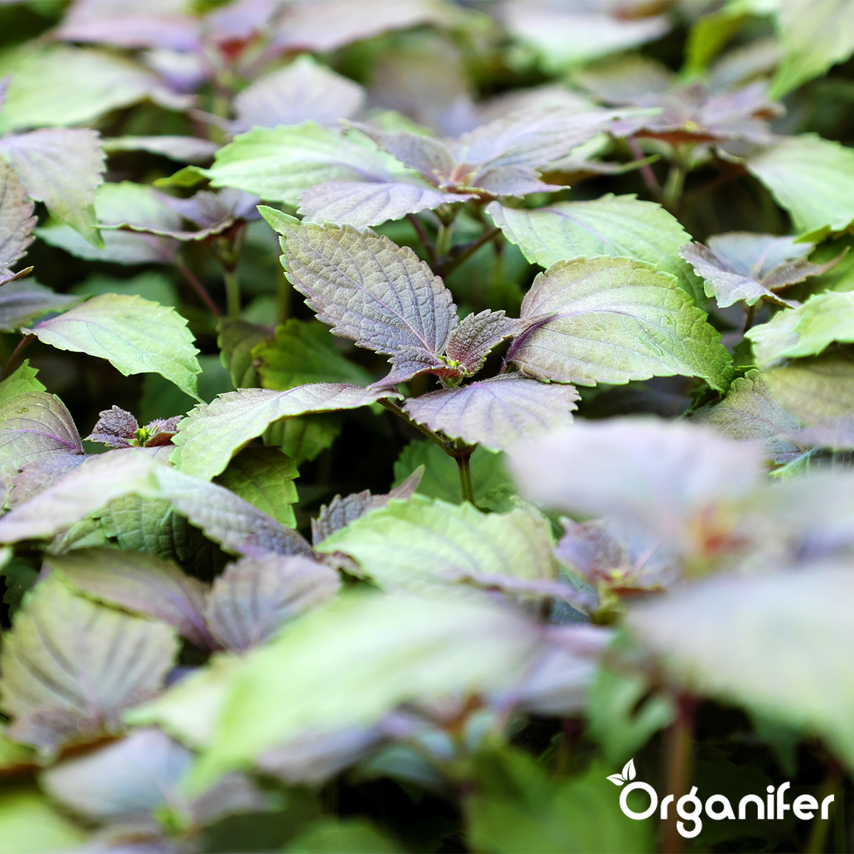 Organifer Herb Seed Collection - 22 Culinary Varieties 8719958993402 11