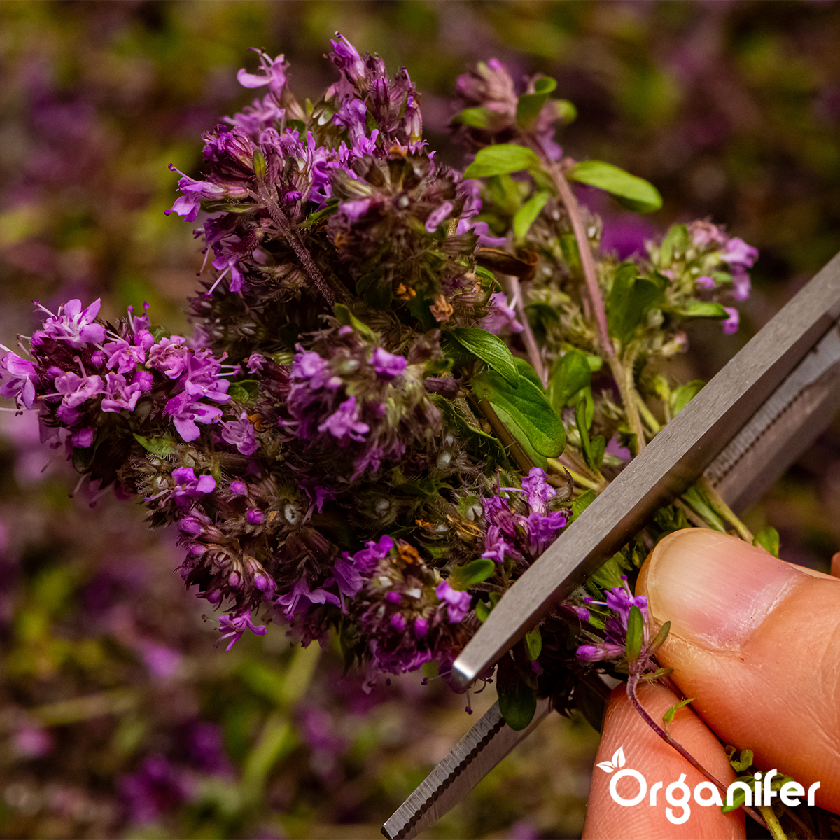 Organifer Herb Seed Collection - 22 Culinary Varieties 8719958993402 8