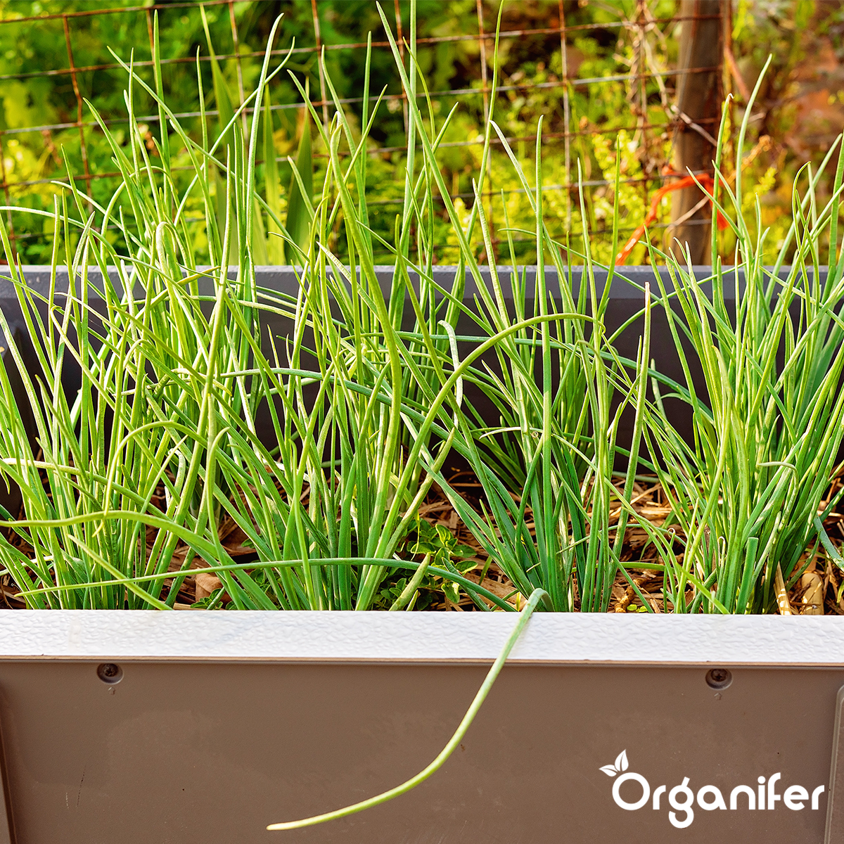 Organifer Herb Seed Pack - 12 Essential Varieties 8719958993419 5