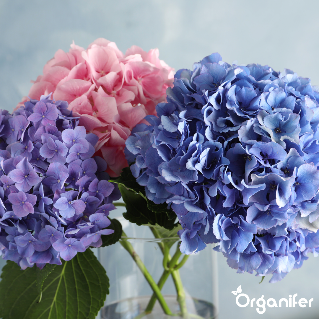 5 Hydrangea