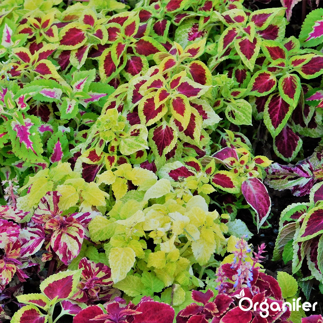Organifer Indoor Plant Seed Packet - 13 Varieties 8719958993068 10