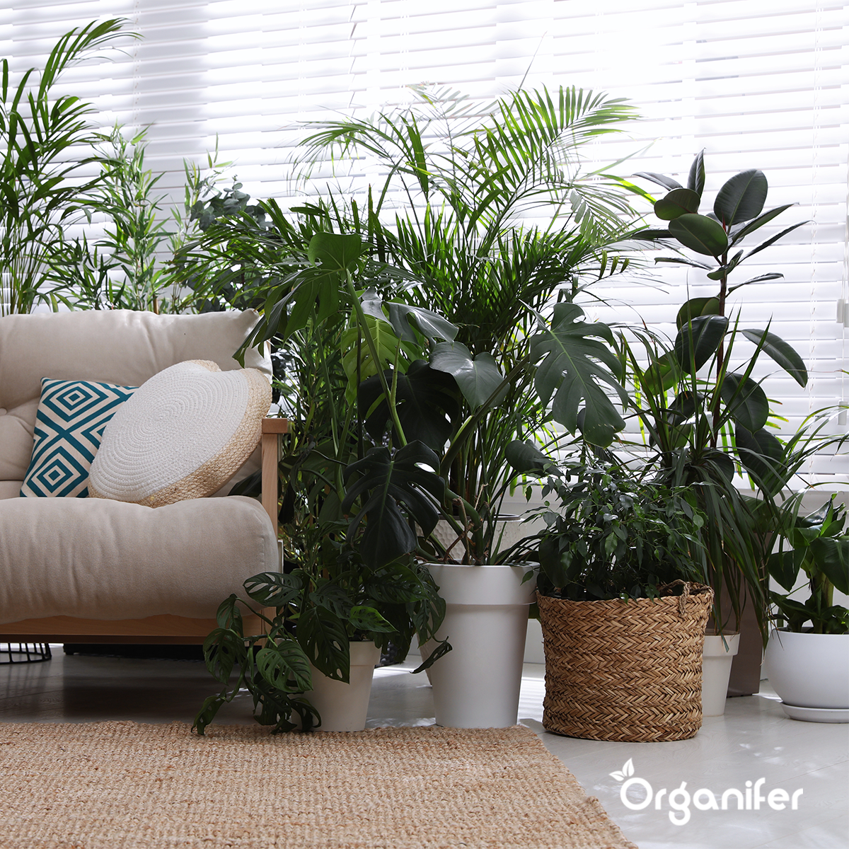Organifer Indoor Plant Seed Packet - 13 Varieties 8719958993068 4