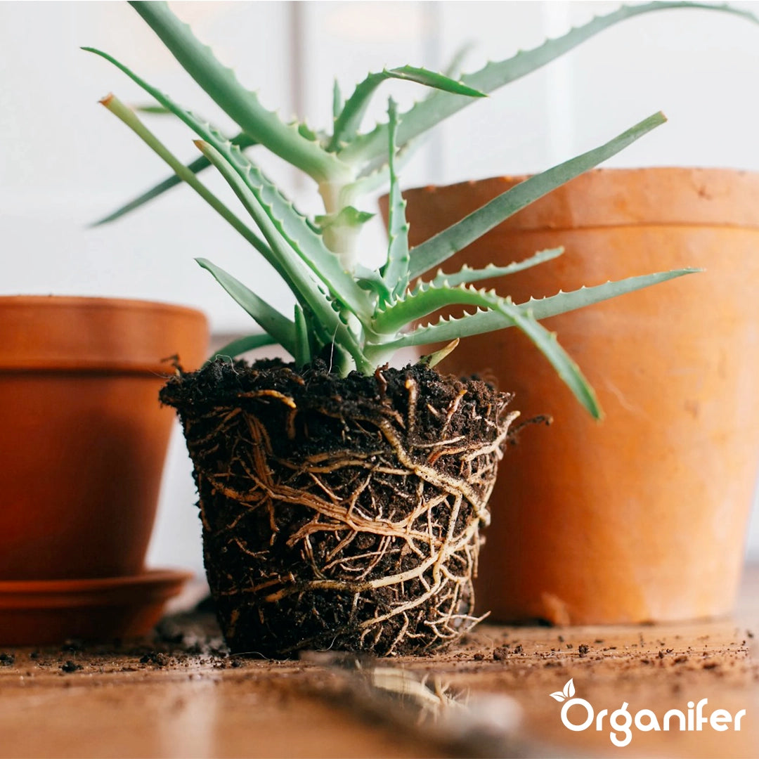 Organifer Indoor Plant Seed Packet - 13 Varieties 8719958993068 7