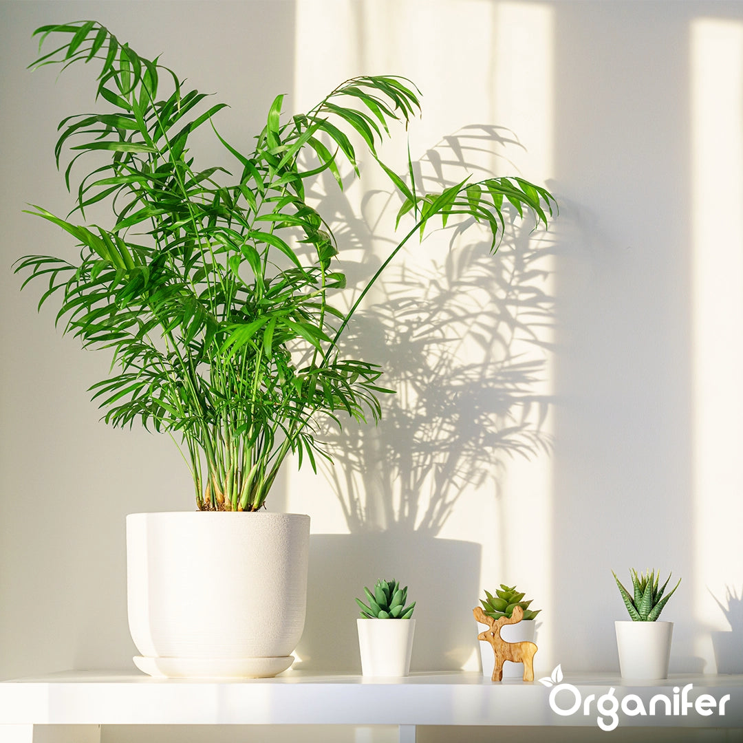 Organifer Indoor Plant Seed Packet - 13 Varieties 8719958993068 8