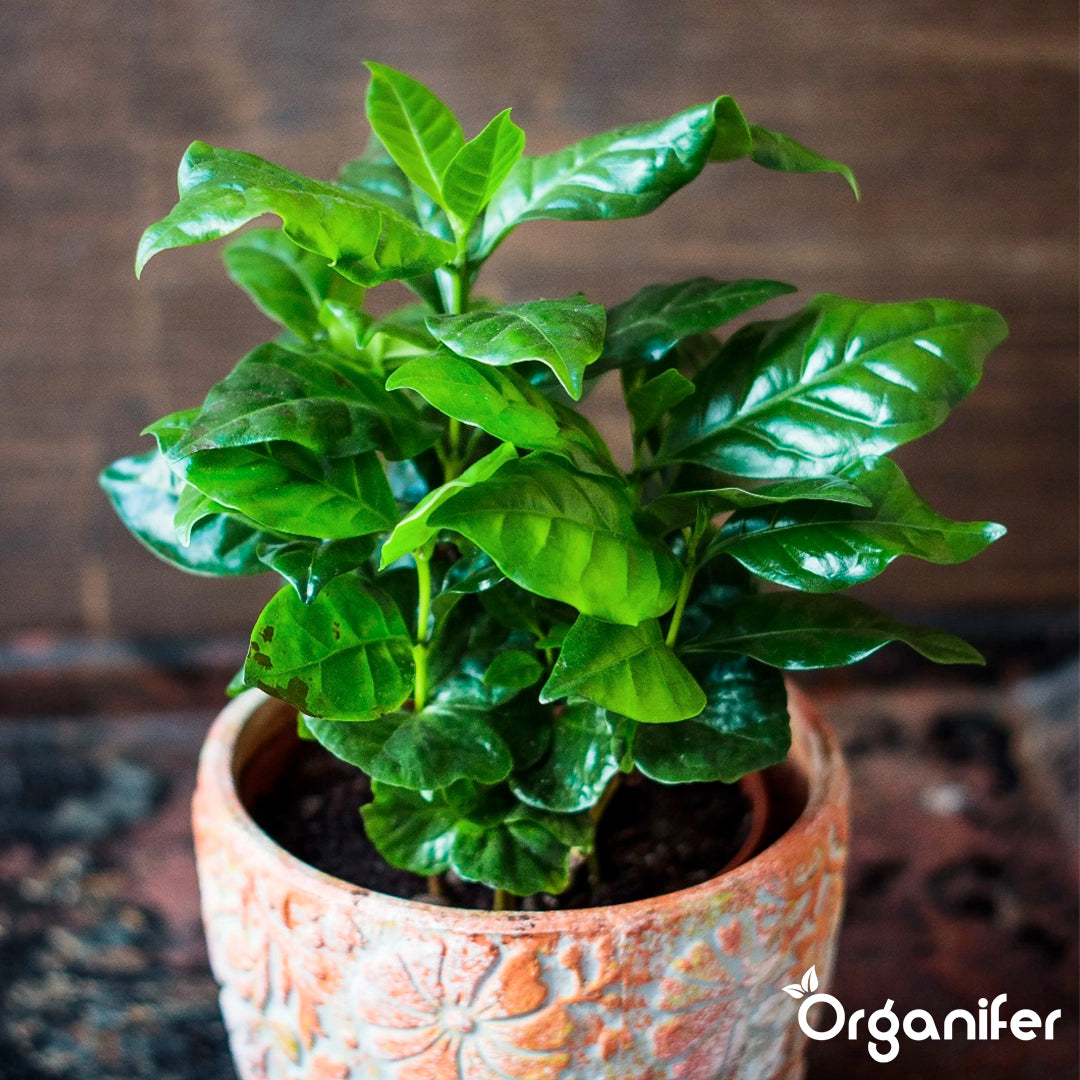 Organifer Indoor Plant Seed Packet - 13 Varieties 8719958993068 9