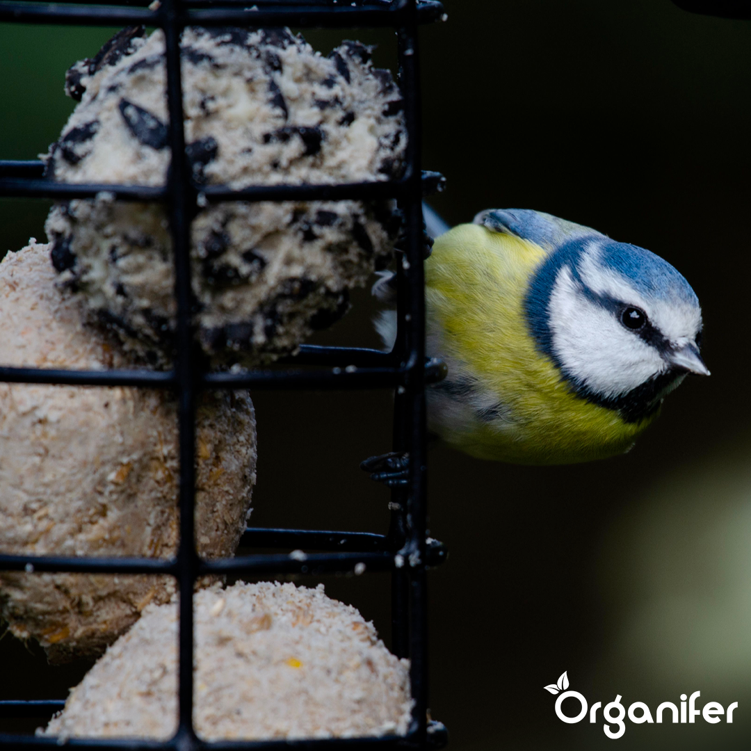 Insect fat balls for Garden Birds 2