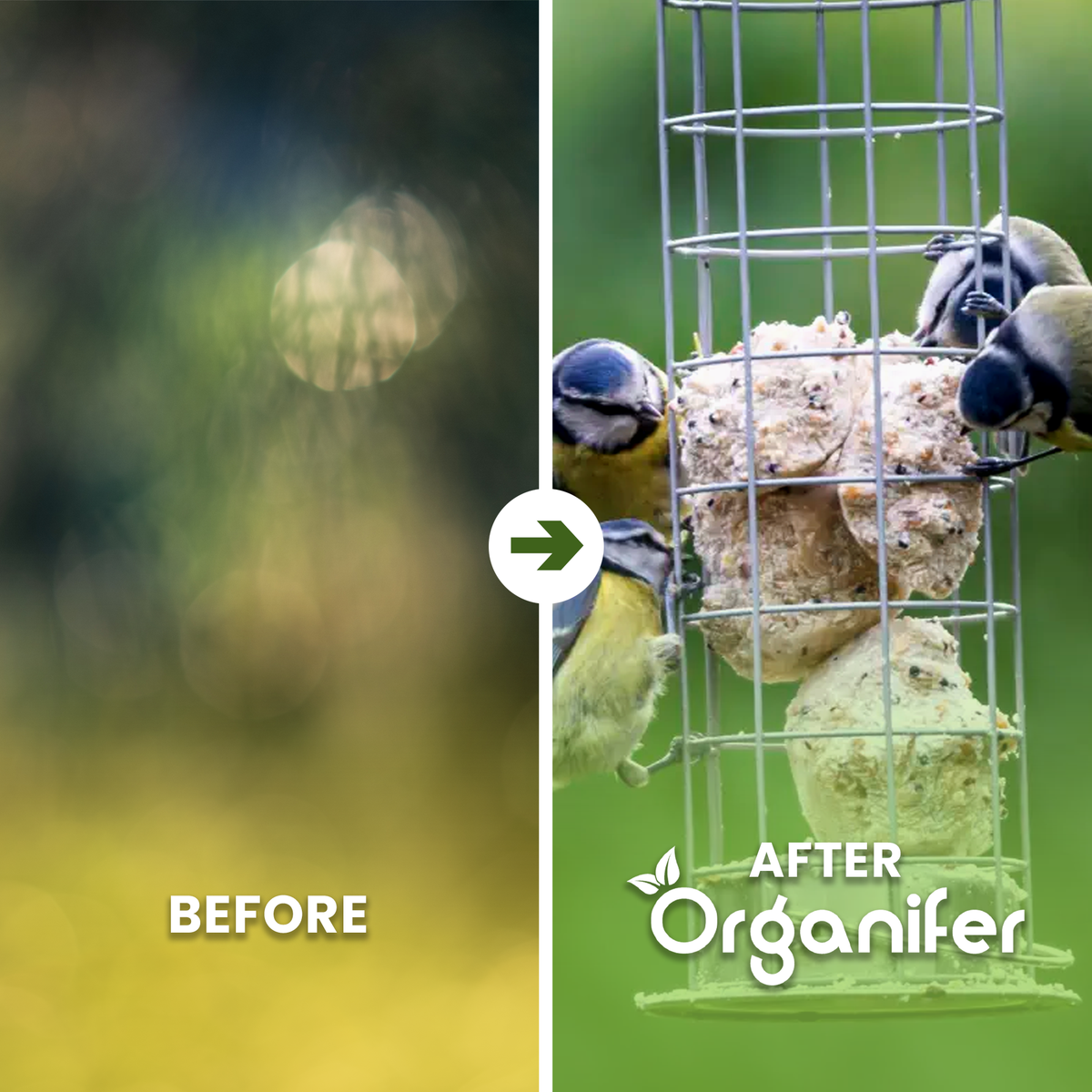 Insect fat balls for garden birds before after english