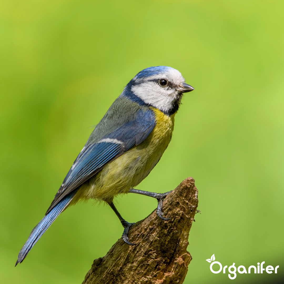 Insect fat balls for Garden Birds 8