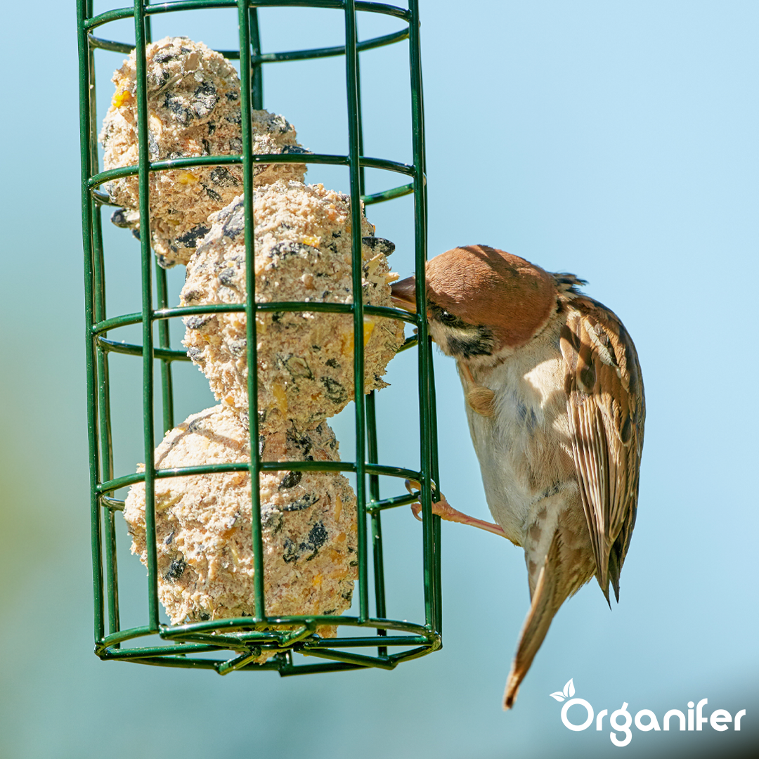 Insect fat balls for Garden Birds 6