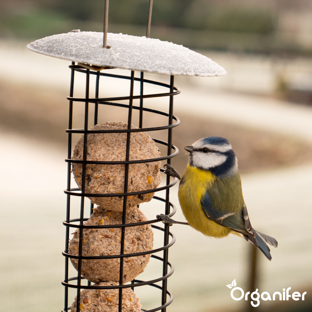 Insect fat balls for Garden Birds 3
