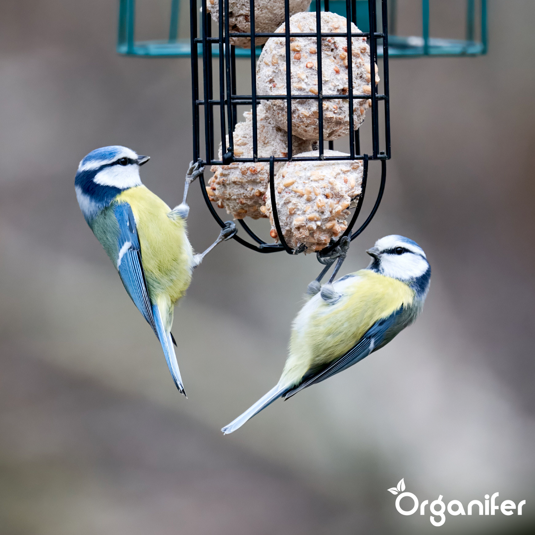 Insect fat balls for Garden Birds 4