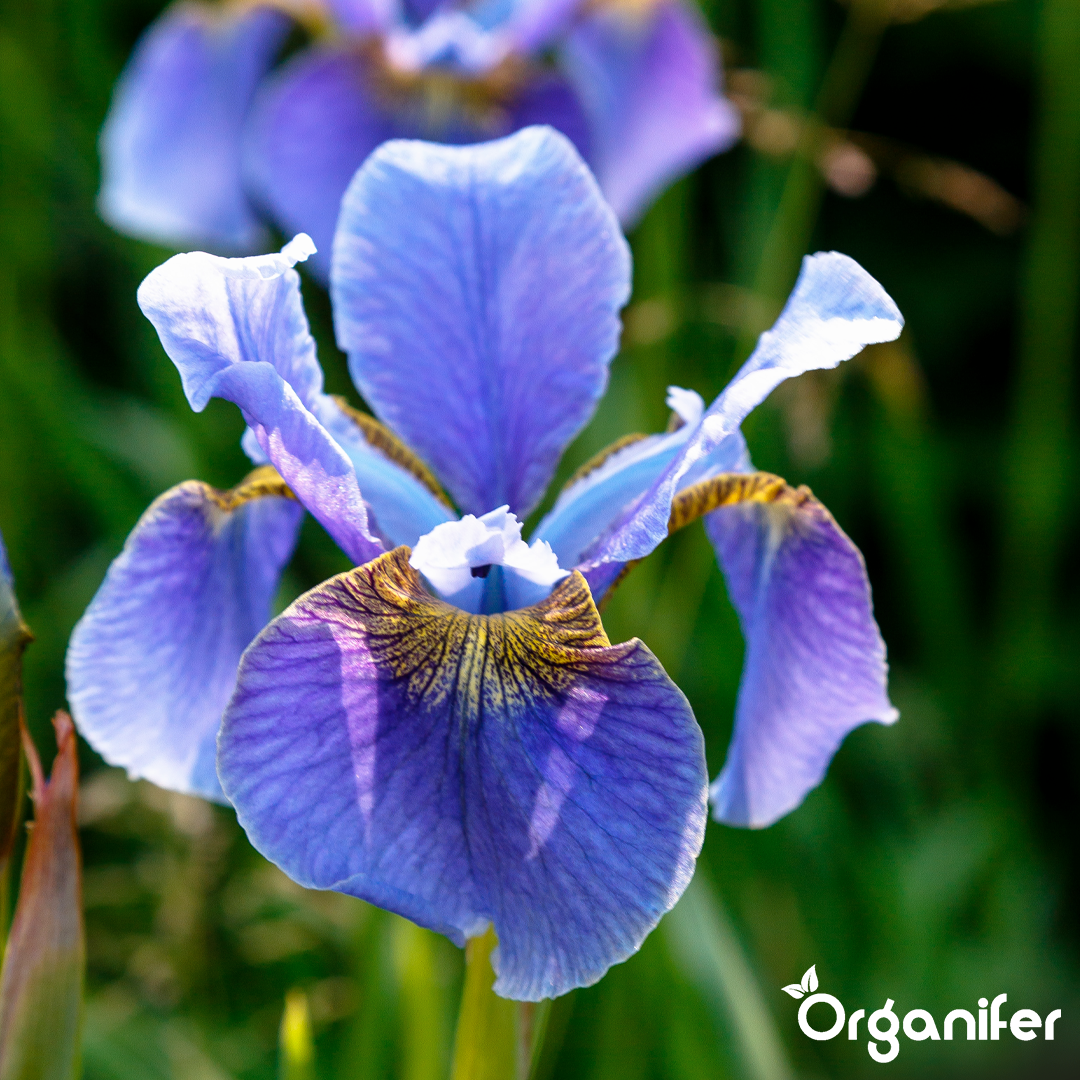 Organifer Iris Liquid Fertiliser - 10 liters 8719958011342 10