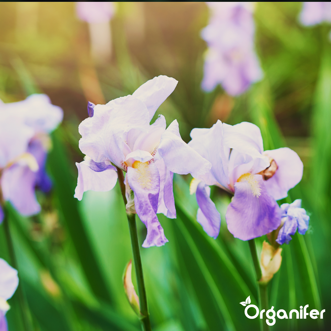 Organifer