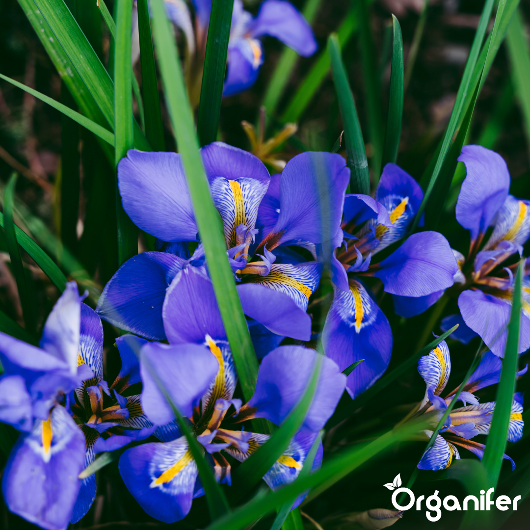Organifer Iris Liquid Fertiliser - 10 liters 8719958011342 6