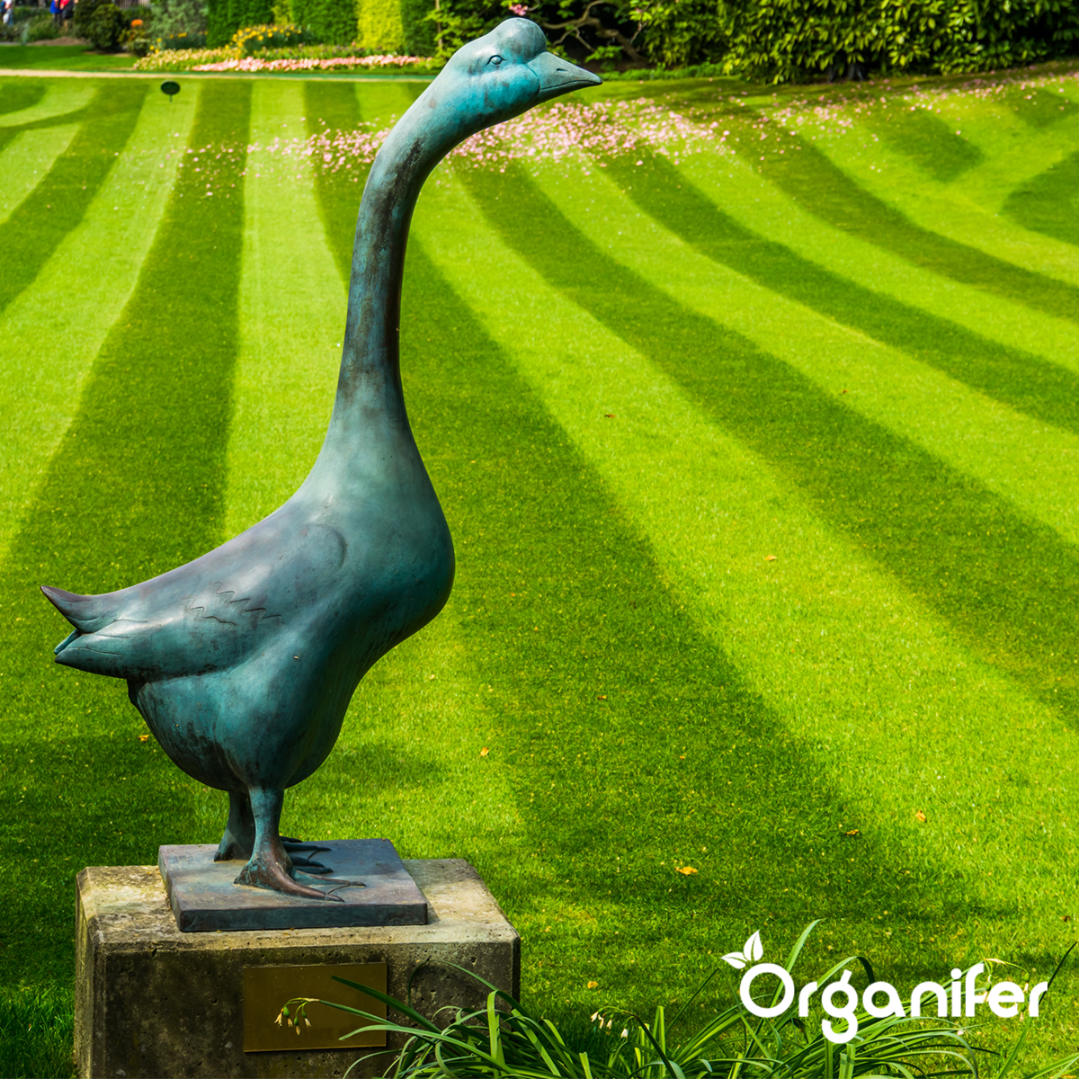 Organifer Iron Sulphate Fertiliser - Moss Remover - 10 kg for 400 m2 8719958993624 11