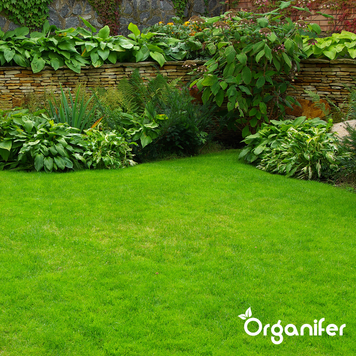 Organifer Iron Sulphate Fertiliser - Moss Remover - 20 kg for 800 m2 8719958993617 7