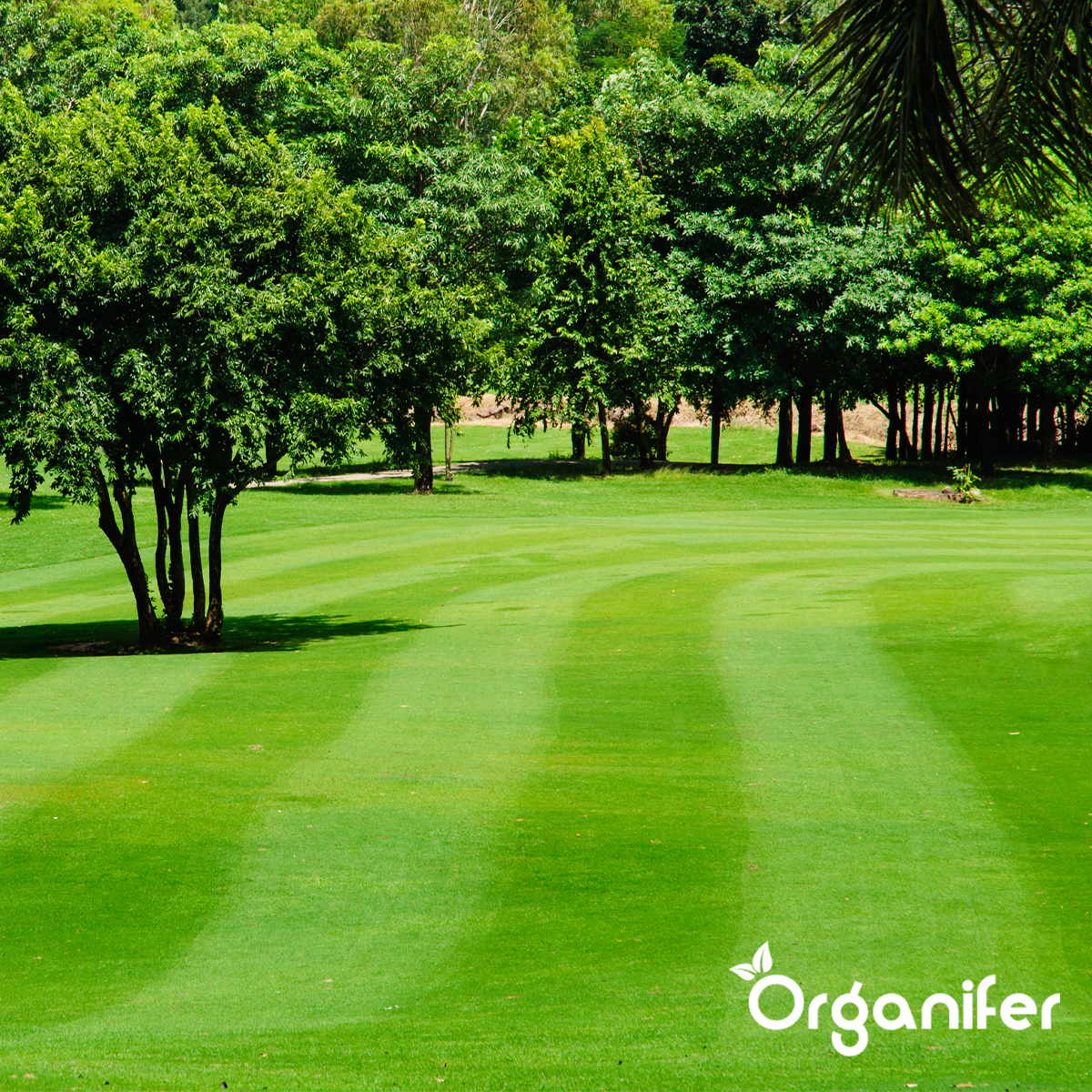 Organifer Iron Sulphate Fertiliser - Moss Remover - 20 kg for 800 m2 8719958993617 9