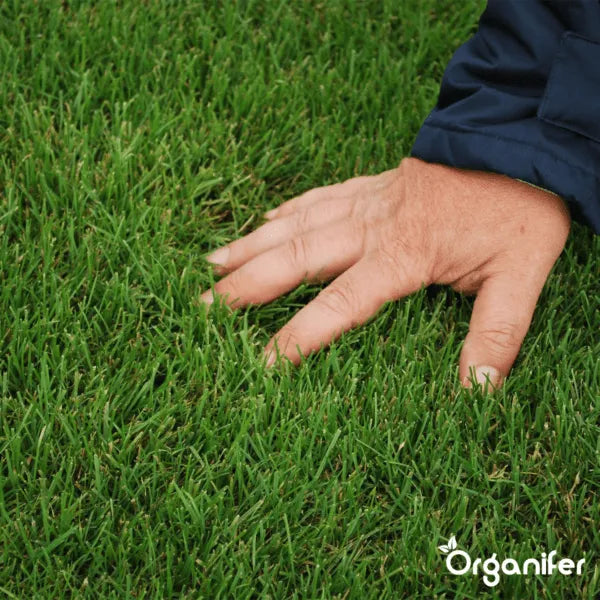Organifer Iron Sulphate Fertiliser - Moss Remover - 5 kg for 200 m2 8719958993679 13