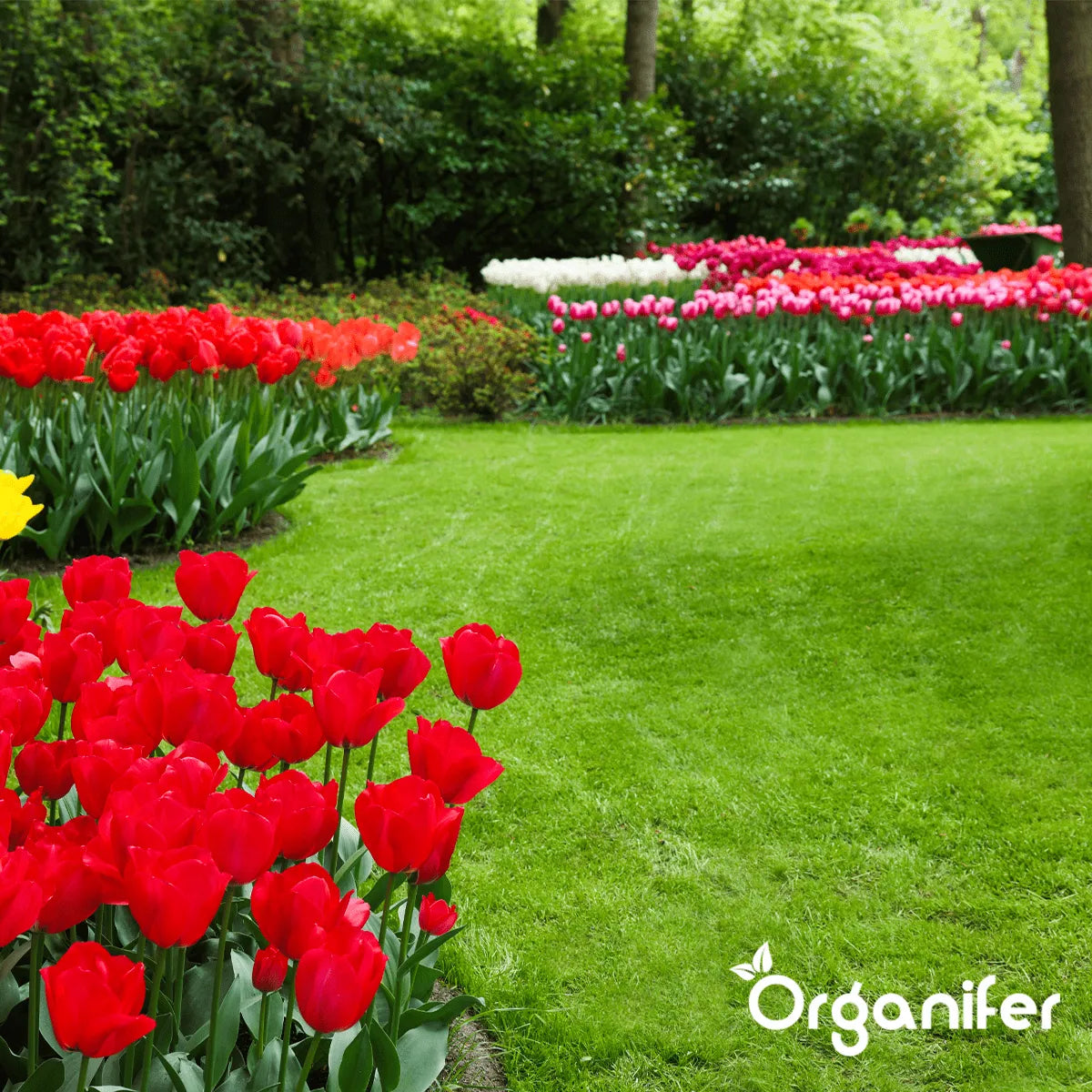 Organifer Iron Sulphate Fertiliser - Moss Remover - 5 kg for 200 m2 8719958993679 8