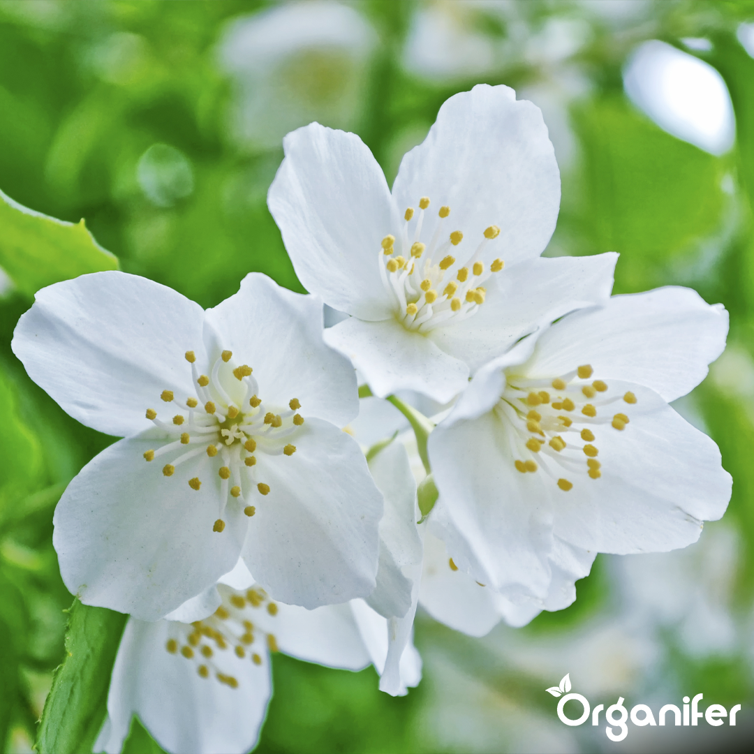 organifer-jasmine-liquid-fertiliser