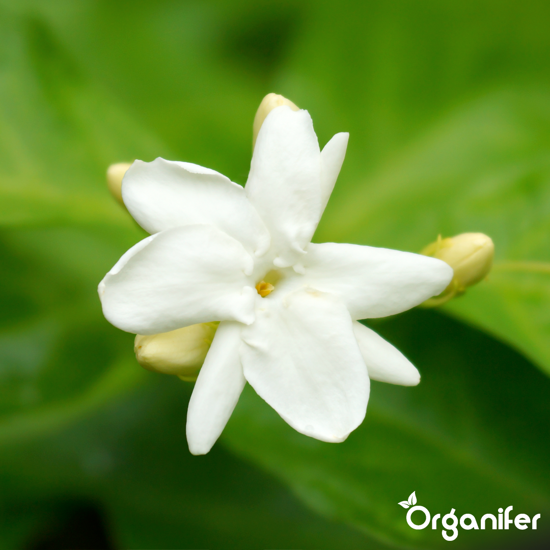 organifer-jasmine-liquid-fertiliser