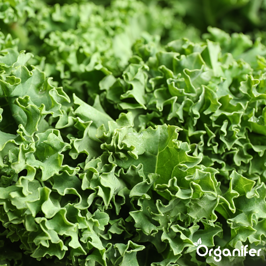organifer-kale-liquid-fertiliser-1