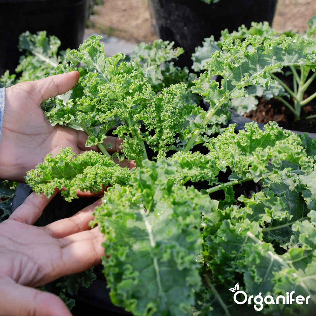 organifer-kale-liquid-fertiliser-3