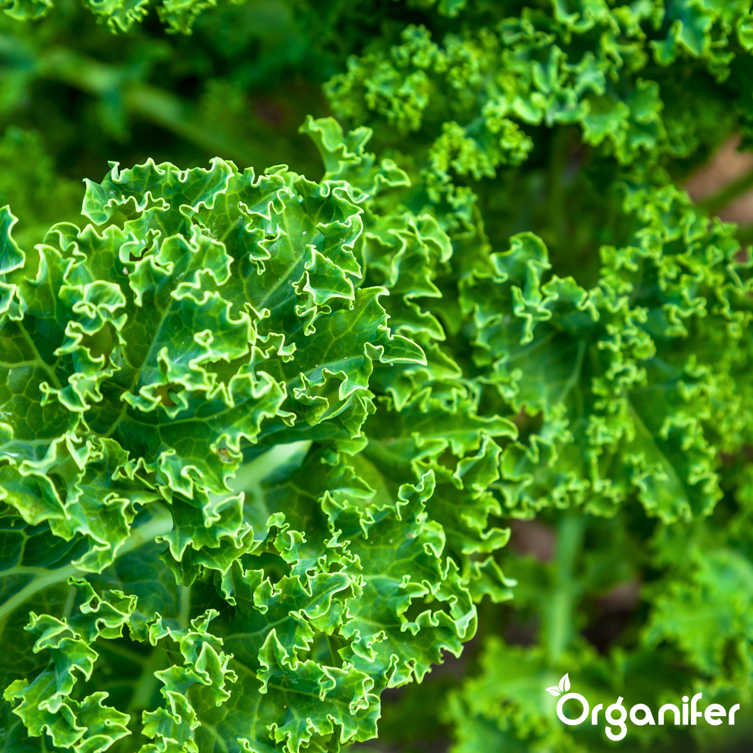 organifer-kale-liquid-fertiliser-4